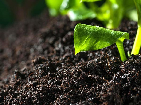 Biochar-for-soil-improvement-or-remediation